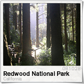 Redwood National Park